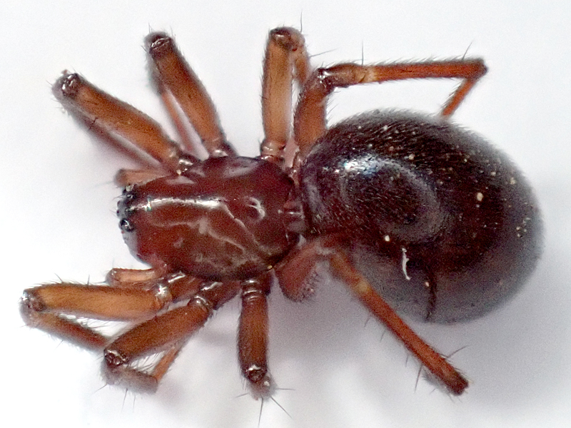 Centromerita bicolor